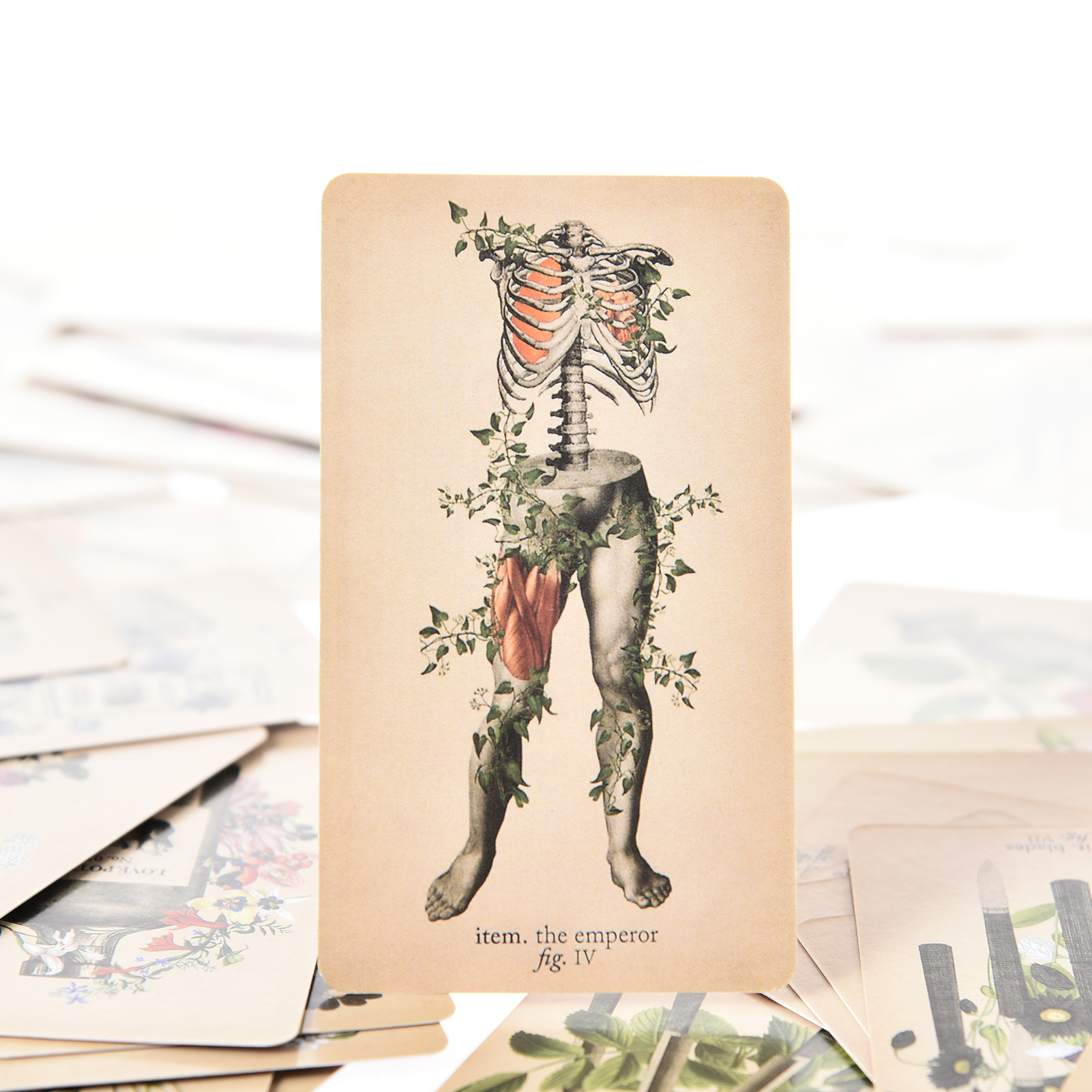 The Antique Anatomy Tarot Card - огляд і ціна Tarot Cards Deck With Guidebook